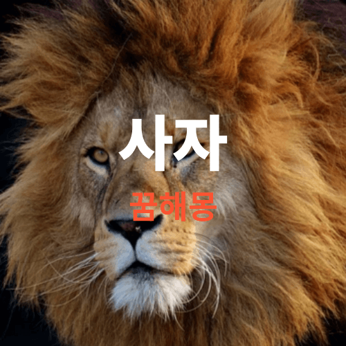 사자꿈 해몽(사자.호랑이에게 쫓기는 꿈은 흉몽입니다, 나를 해치려 하면 길몽입니다)