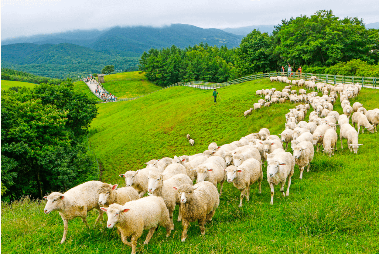 양떼목장-국내-크리스마스-여행지-추천