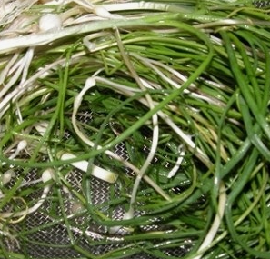 달래 효능 부작용 뿌리 고르는법