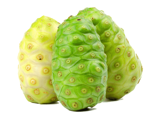 투박한 타원혀으이 노니 열매 3개가 모여있다. 하얀색, 녹색, 연두색 노니 열매다.