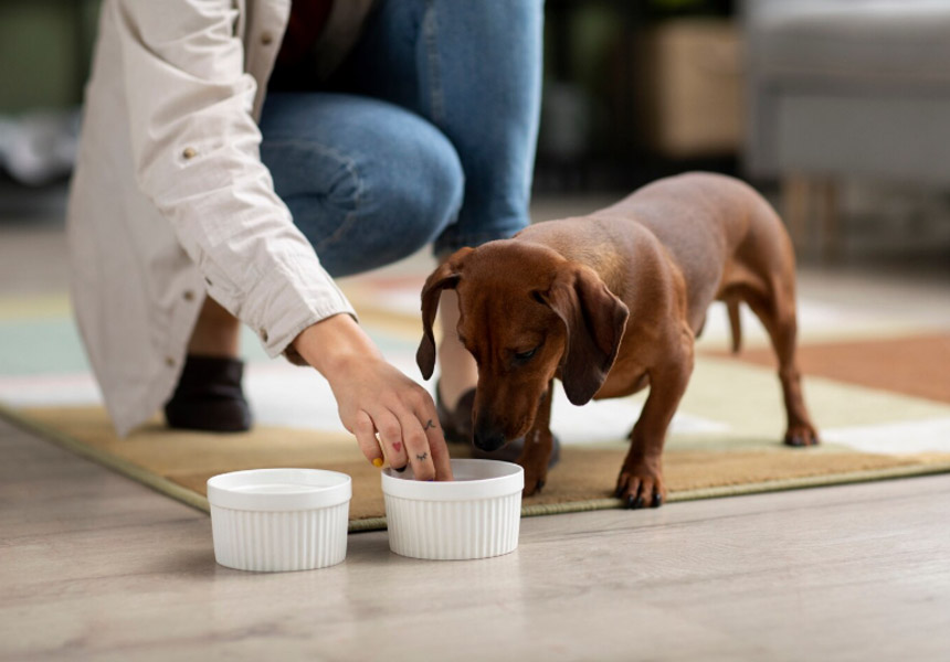 밥그릇에서 사료를 맛있게 먹는 강아지 모습