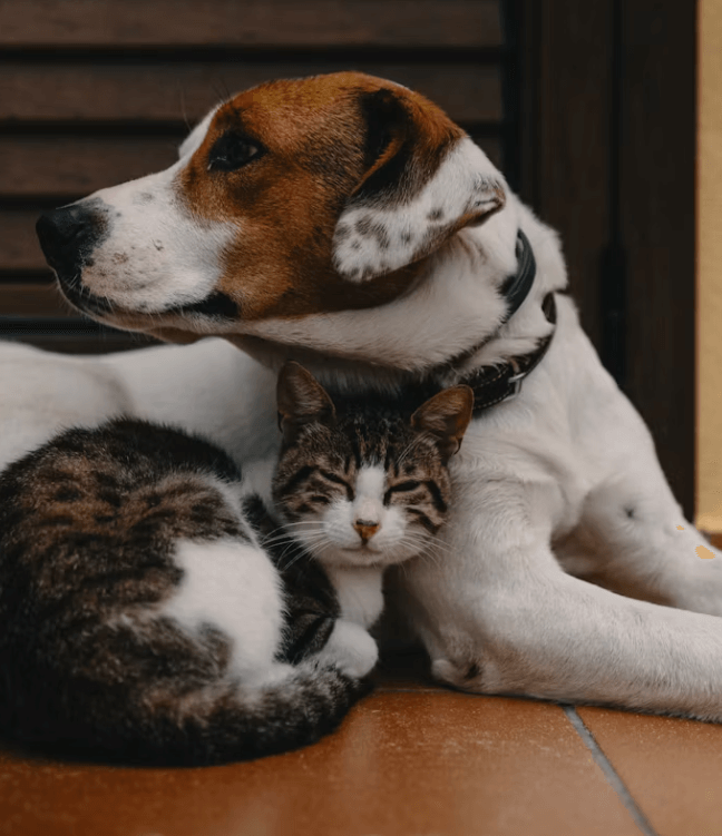 펫보험 비교: 가입 전 필수 체크리스트 5가지