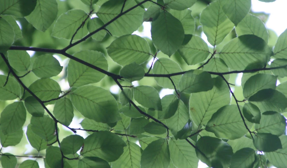 식물이 마음에 주는 영향