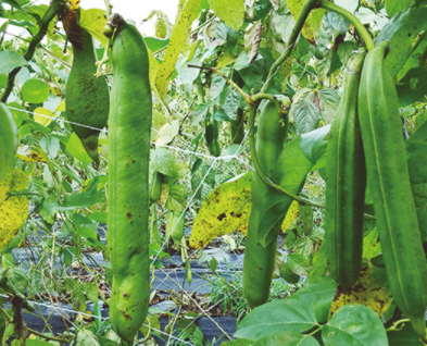 콩이매달려있는모습