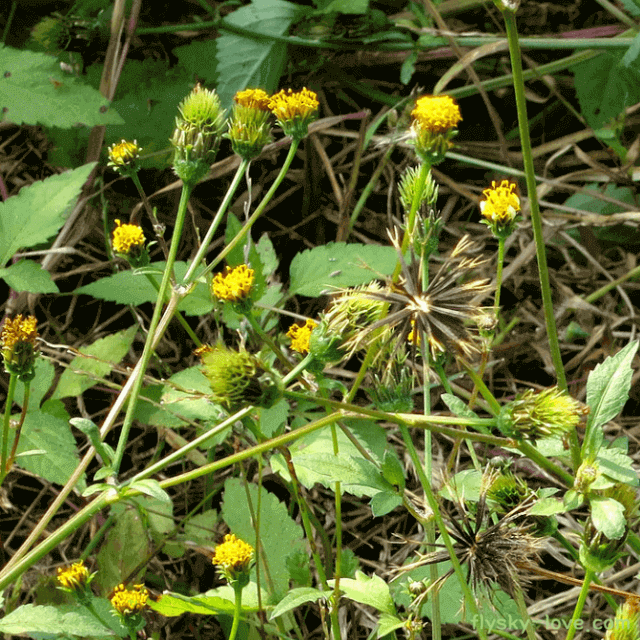 간 건강에 좋은 도깨비바늘 귀침초