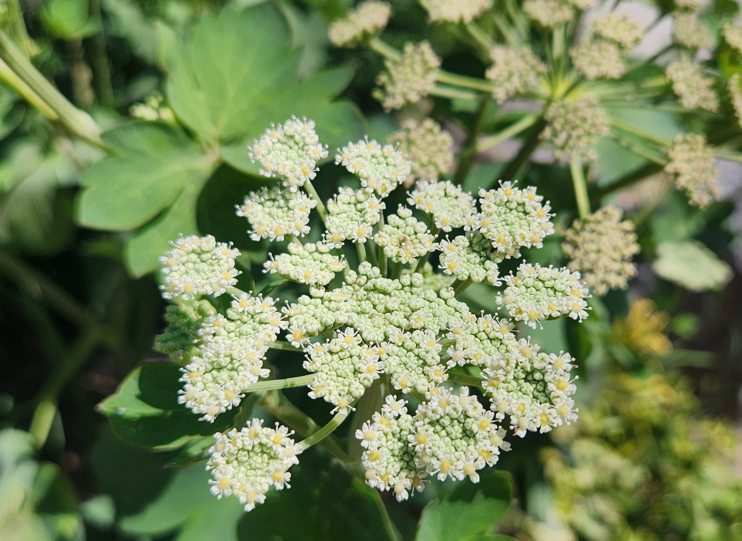 산과 들판에 피어난 개기름나물꽃