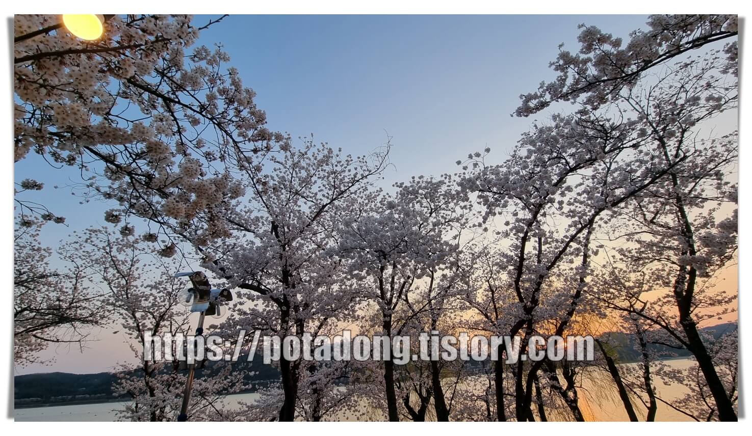 경주 보문호 벚꽃