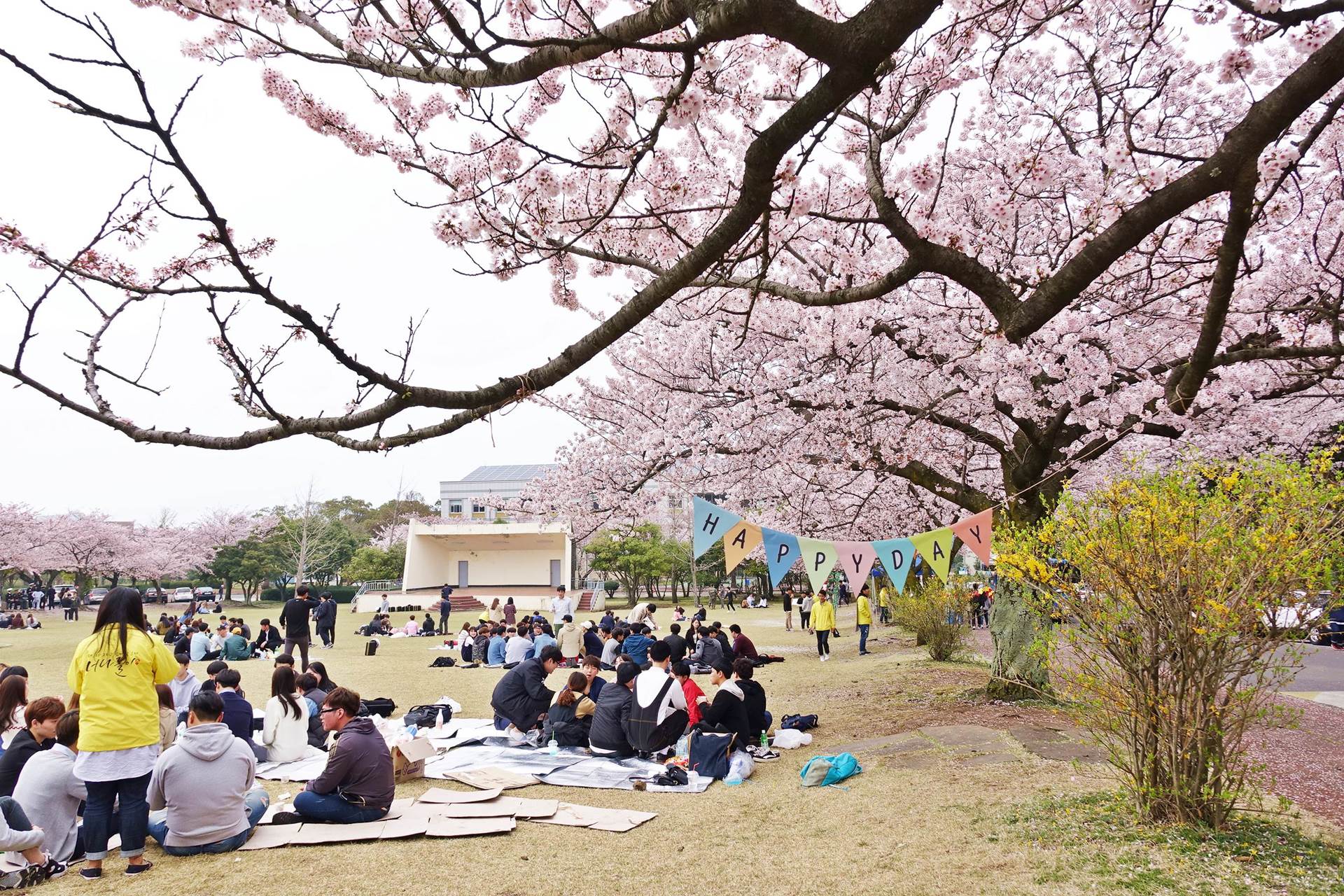 제주도 벚꽃명소