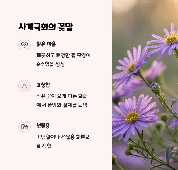 사계국화