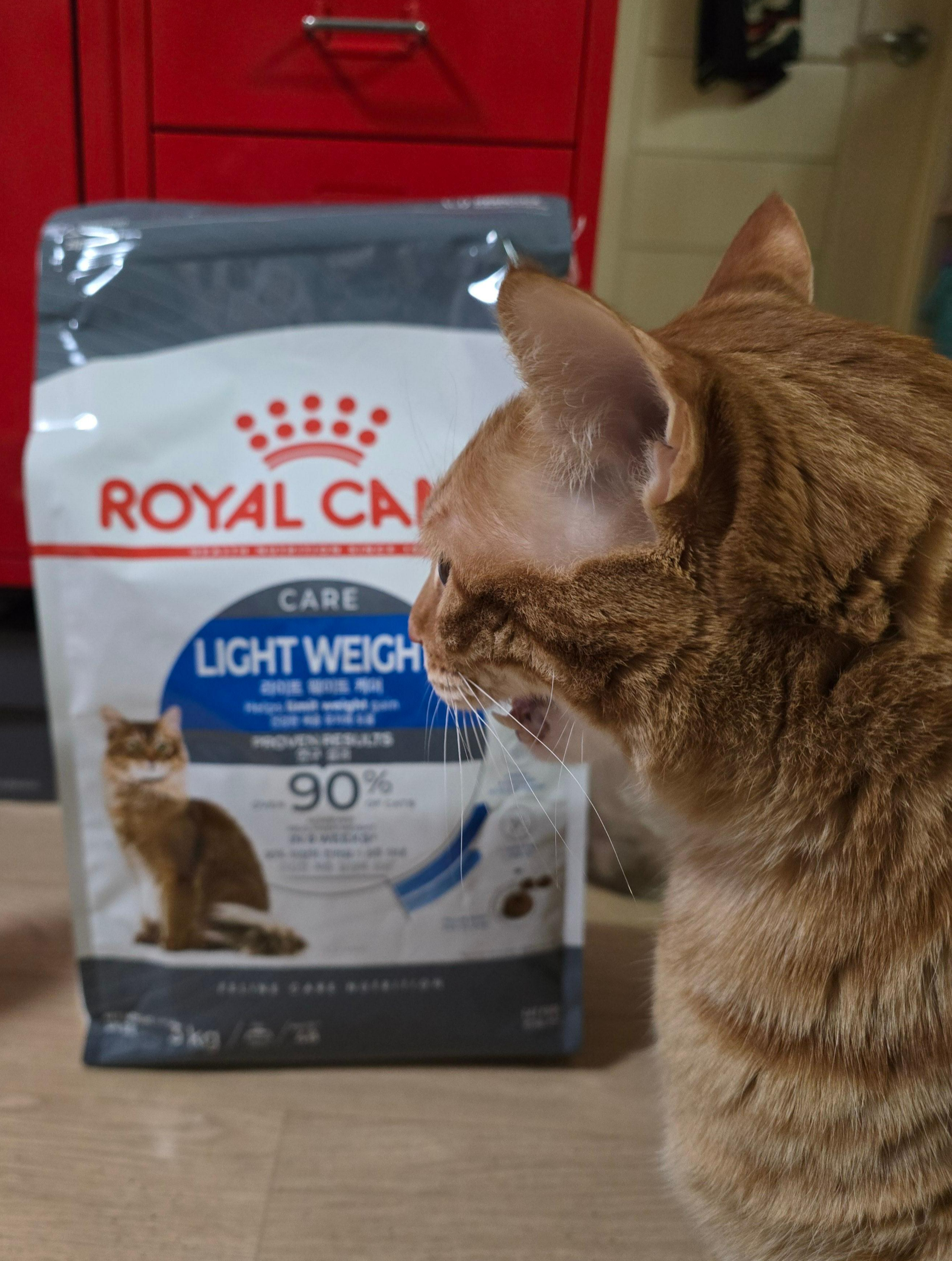 고양이 다이어트2