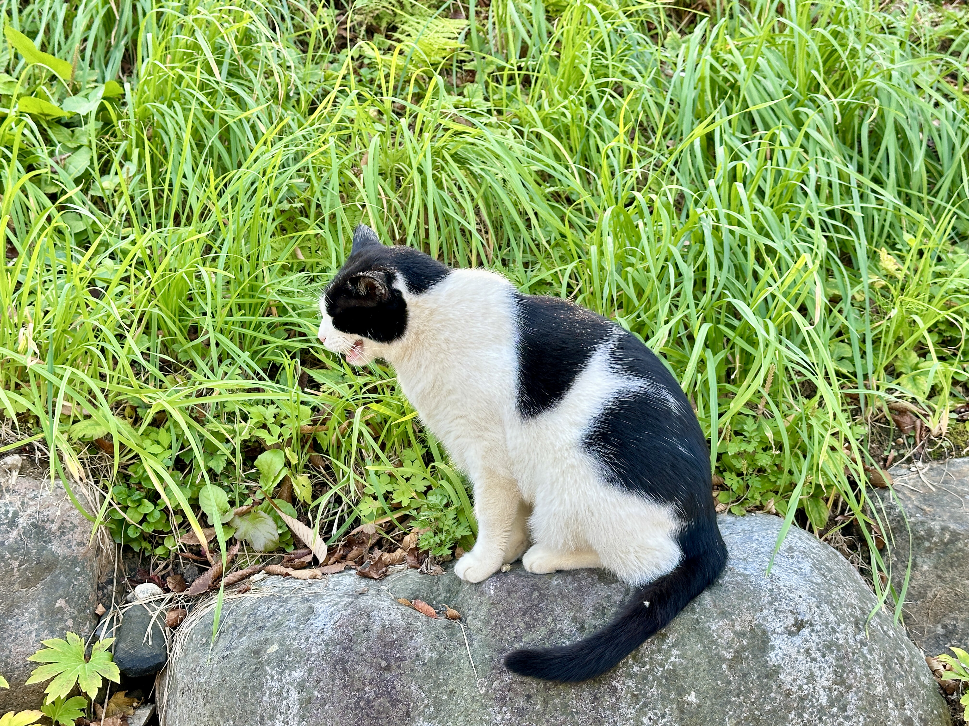 낙산사 고양이