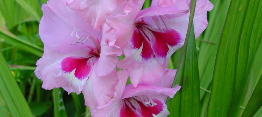 글라디올러스 2