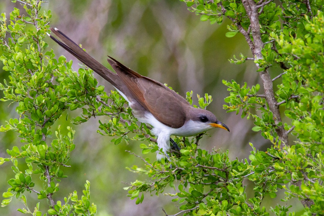 Cuckoo