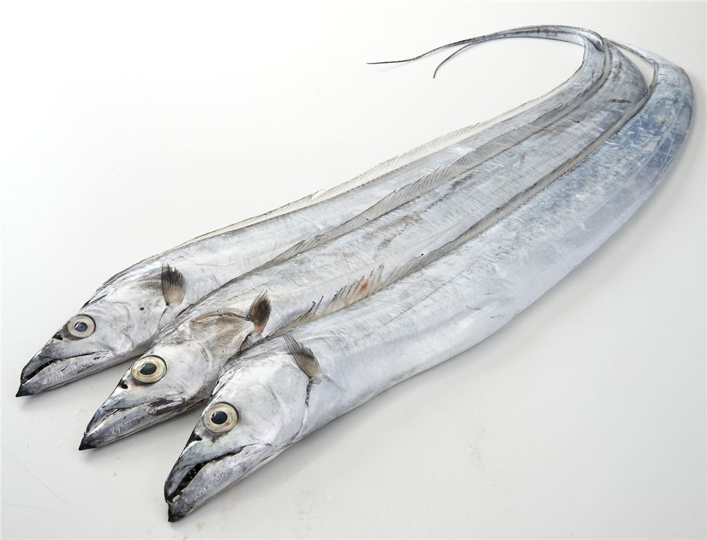 은빛 자태를 뽐내는 갈치