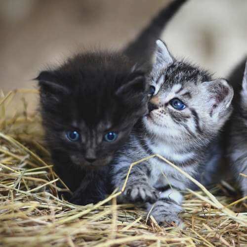 새끼 고양이 울음 소리