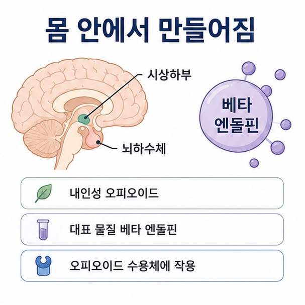 뇌하수체와 시상하부에서 만들어지는 베타 엔돌핀과 내인성 오피오이드의 개념을 표현한 이미지