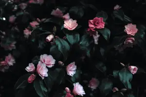 꽃말 모음