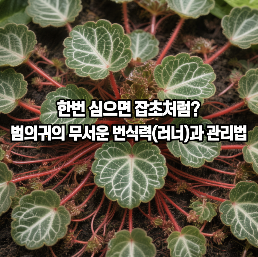 한번 심으면 잡초처럼? 범의귀의 무서운 번식력(러너)과 관리법