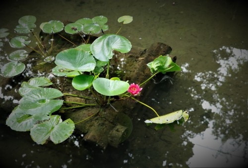 담양 소쇄원 입장료·운영시간·주변 관광 정보
