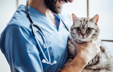 병원에서 수의사의 진찰을 받는 고양이.