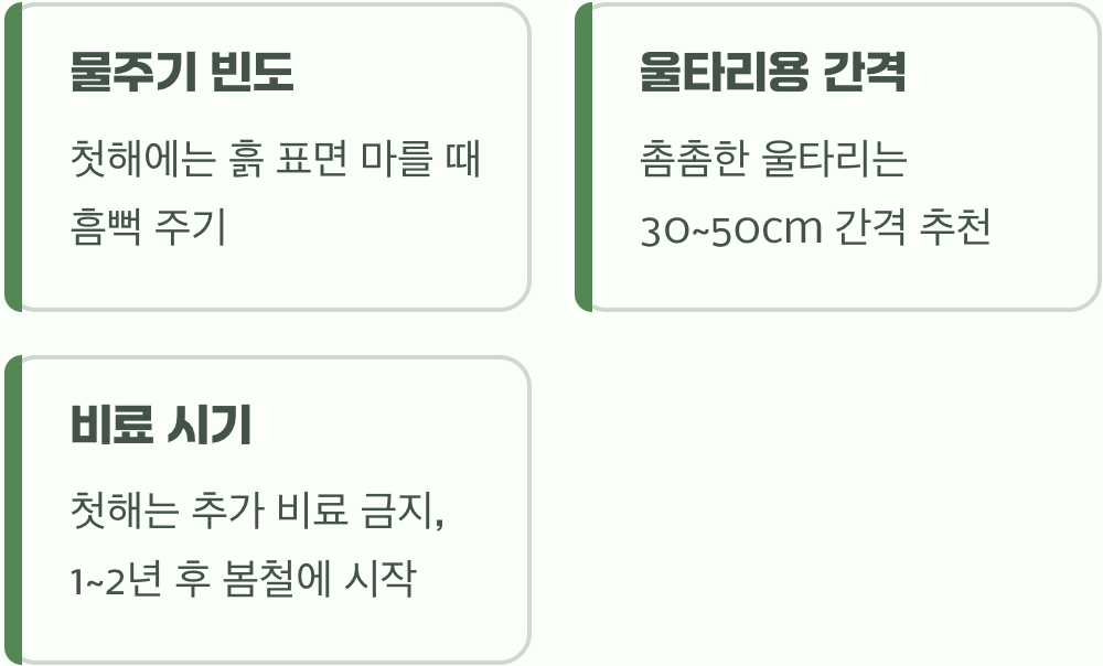 사철나무묘목 심는 최적 시기, 봄과 가을 중 언제가 좋을까?