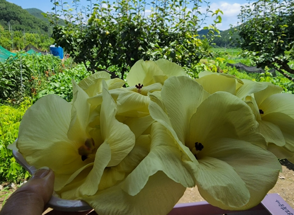 금화규-꽃차-사진2