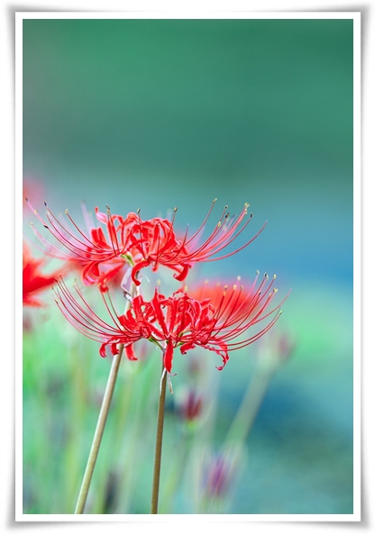 "상사화" 이루어질 수 없는 사랑의 꽃, 그 아름다움과 가치!