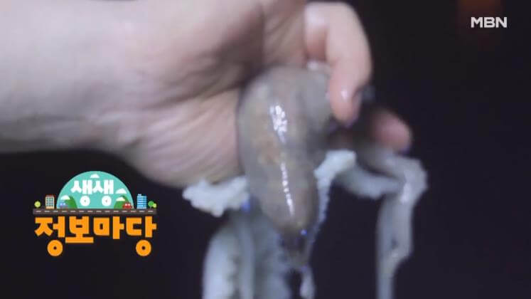 생생정보마당 무안 낙지