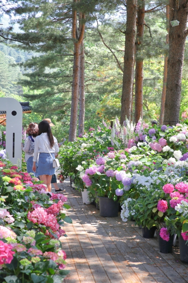 아침고요수목원 수국전시회