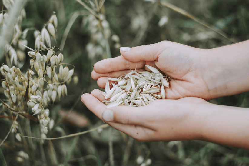 채식 단백질 식품 영양소 아미노산 귀리 사진