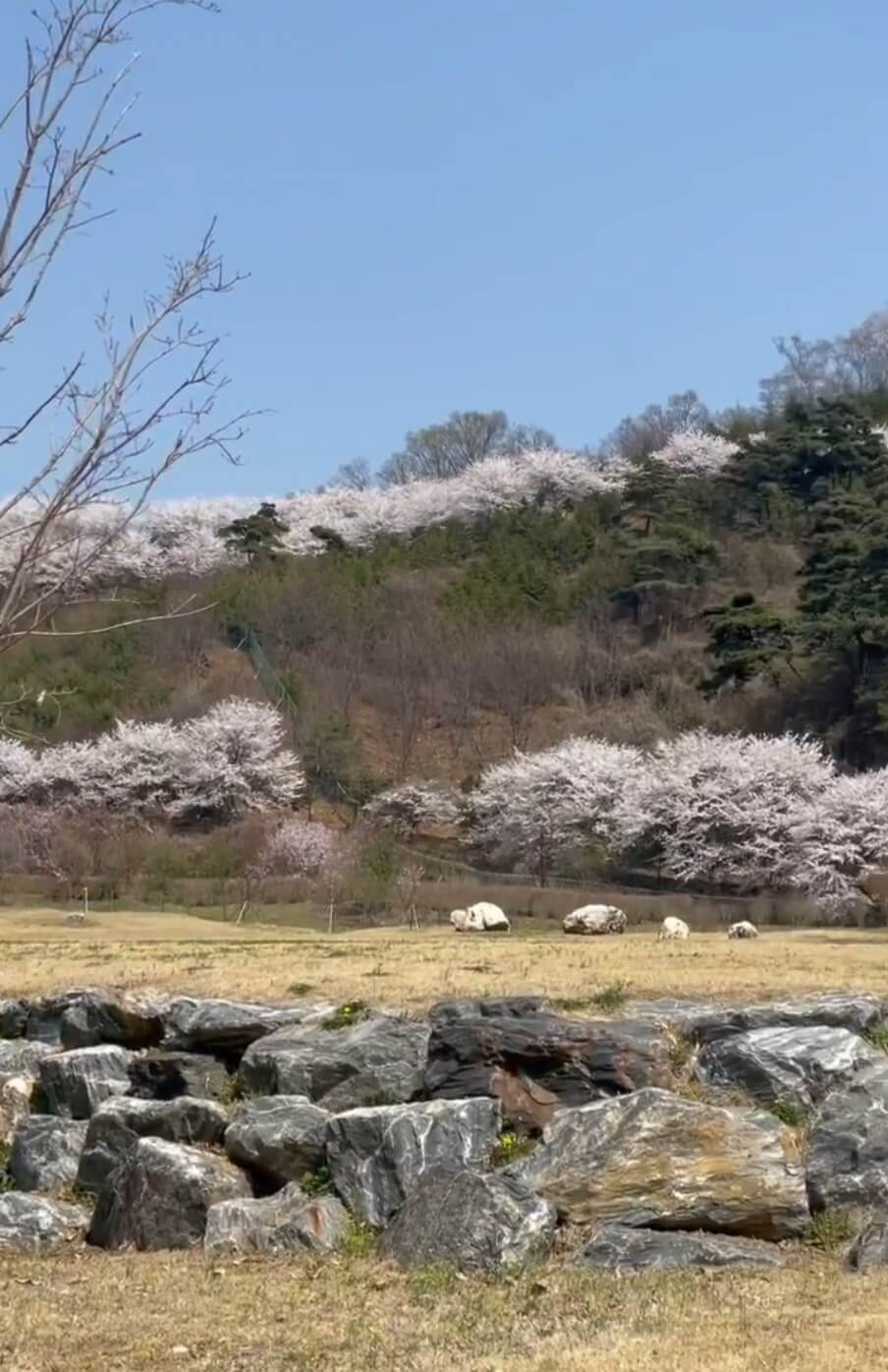 숨은 벚꽃명소 / 2024 충청도 벗꽃명소 벚꽃여행