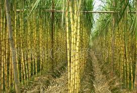 폴리코사놀 효능 부작용 (3주 섭취 후기)