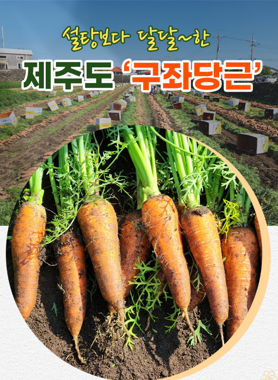 6시내고향 제주 구좌 당근 구매정보 도하네농장