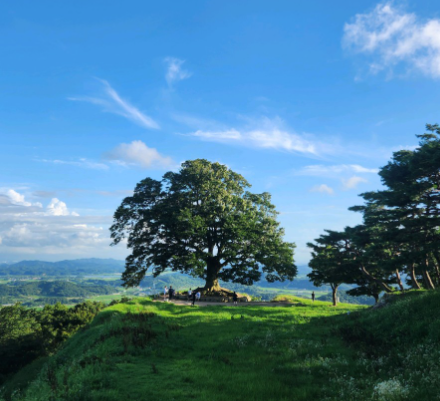  성흥산성 느티나무