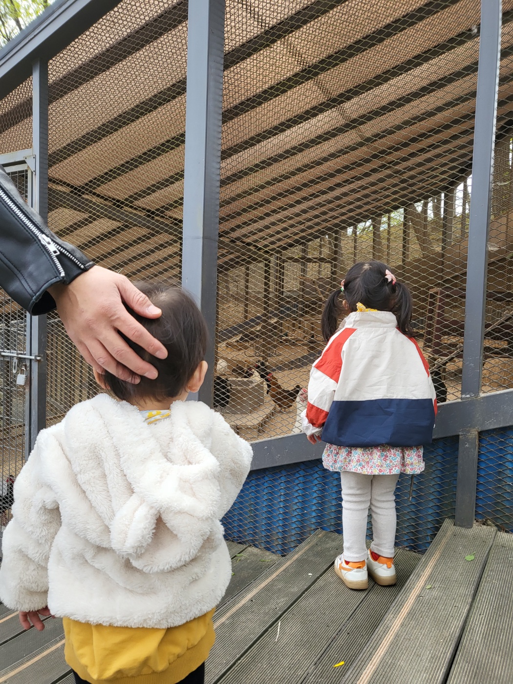 닭을 구경하는 아이들