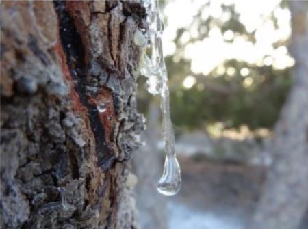 매스틱검-매스틱-효능