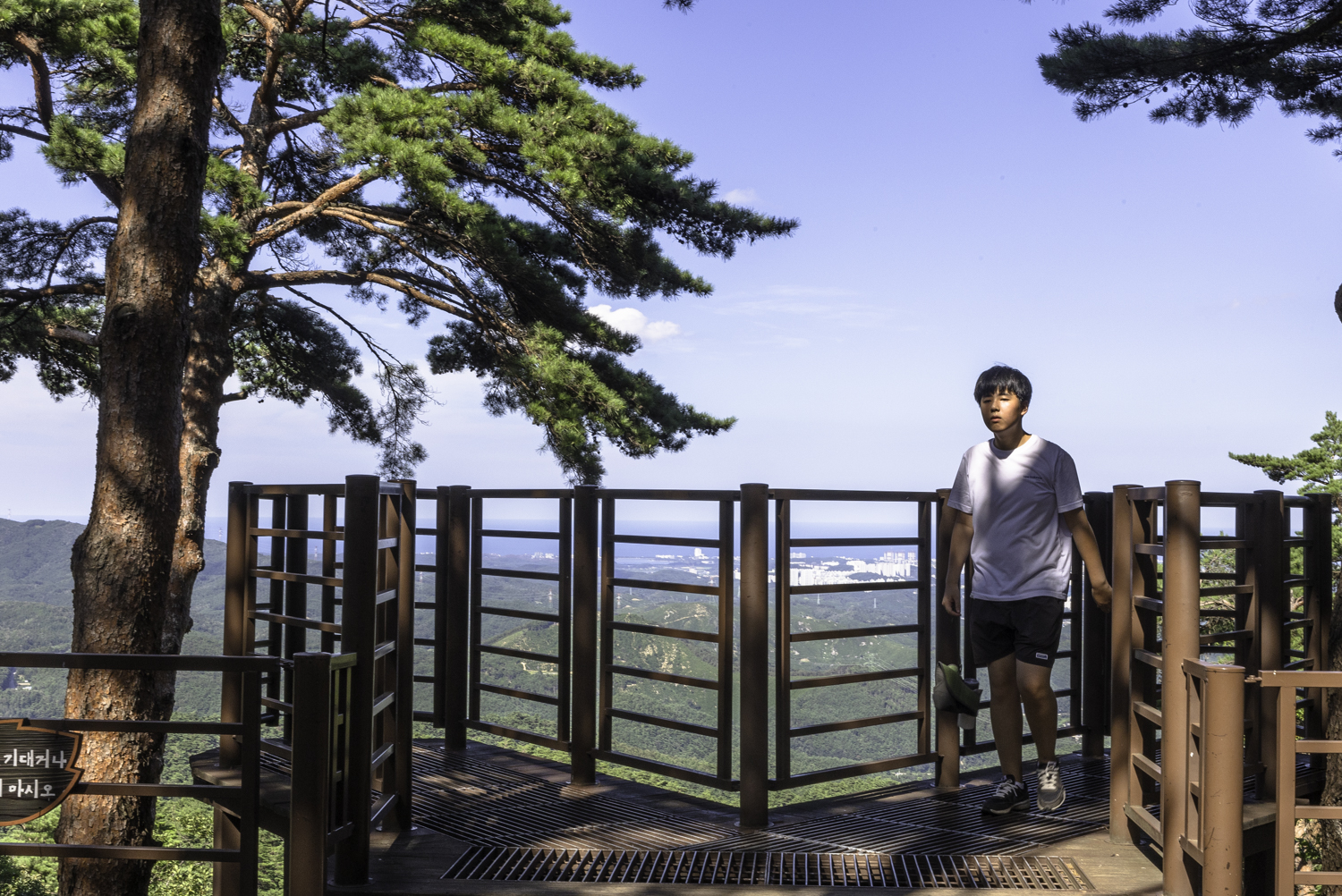 대관령소나무길 노무현 대통령