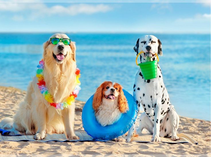 A-dog-in-the-summer-photos