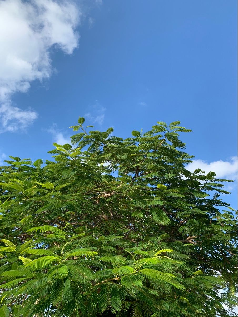 설연휴 오키나와 날씨 정보