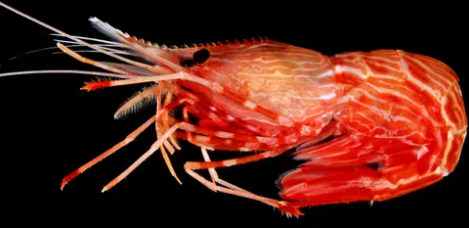 물렁가시붉은새우가 어떻게 생겼는 지 보여주는 사진.