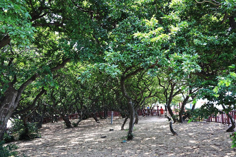 인천 십리포해수욕장 야영장 소개