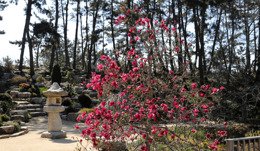 천리포수목원 봄축제: 자연이 피어나는 순간을 걷다!