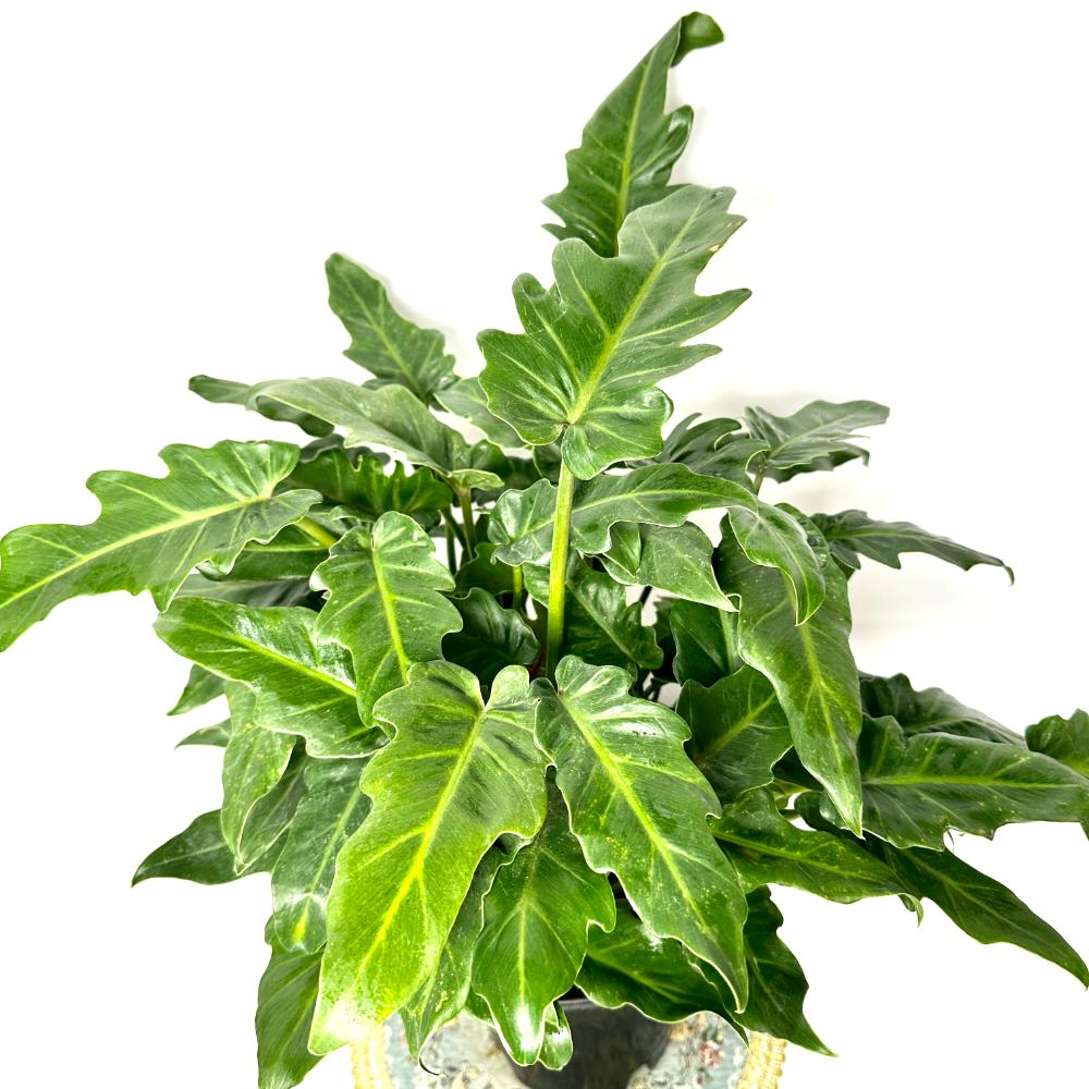 실내식물 추천 셀렘 키우는 법 물주기