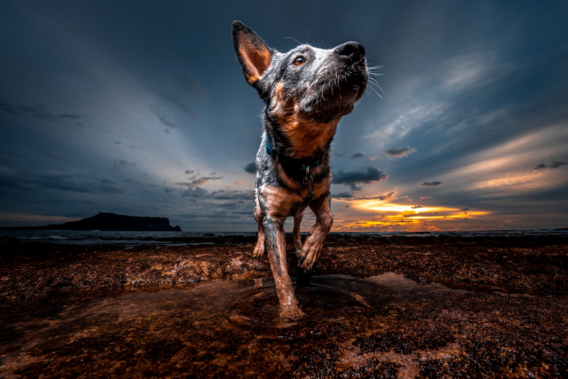 반려견 프로필 사진
