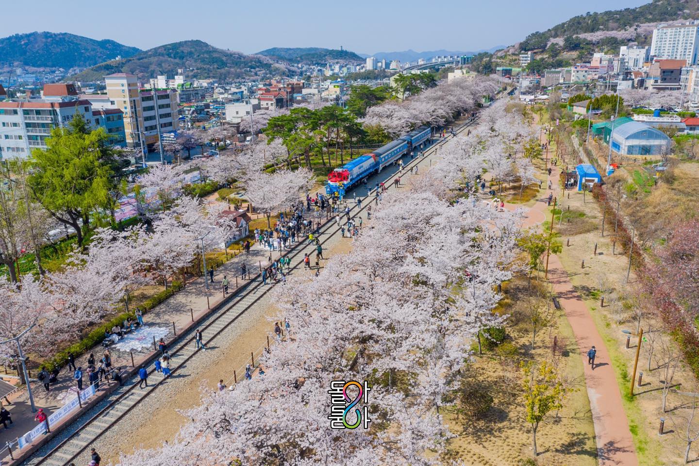 2024-진해군항제-벚꽃축제
