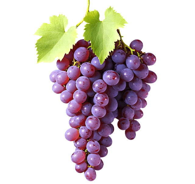 자주색 포도알이 가득 달린 포도 한 송이가 세로로 세워져 있다.