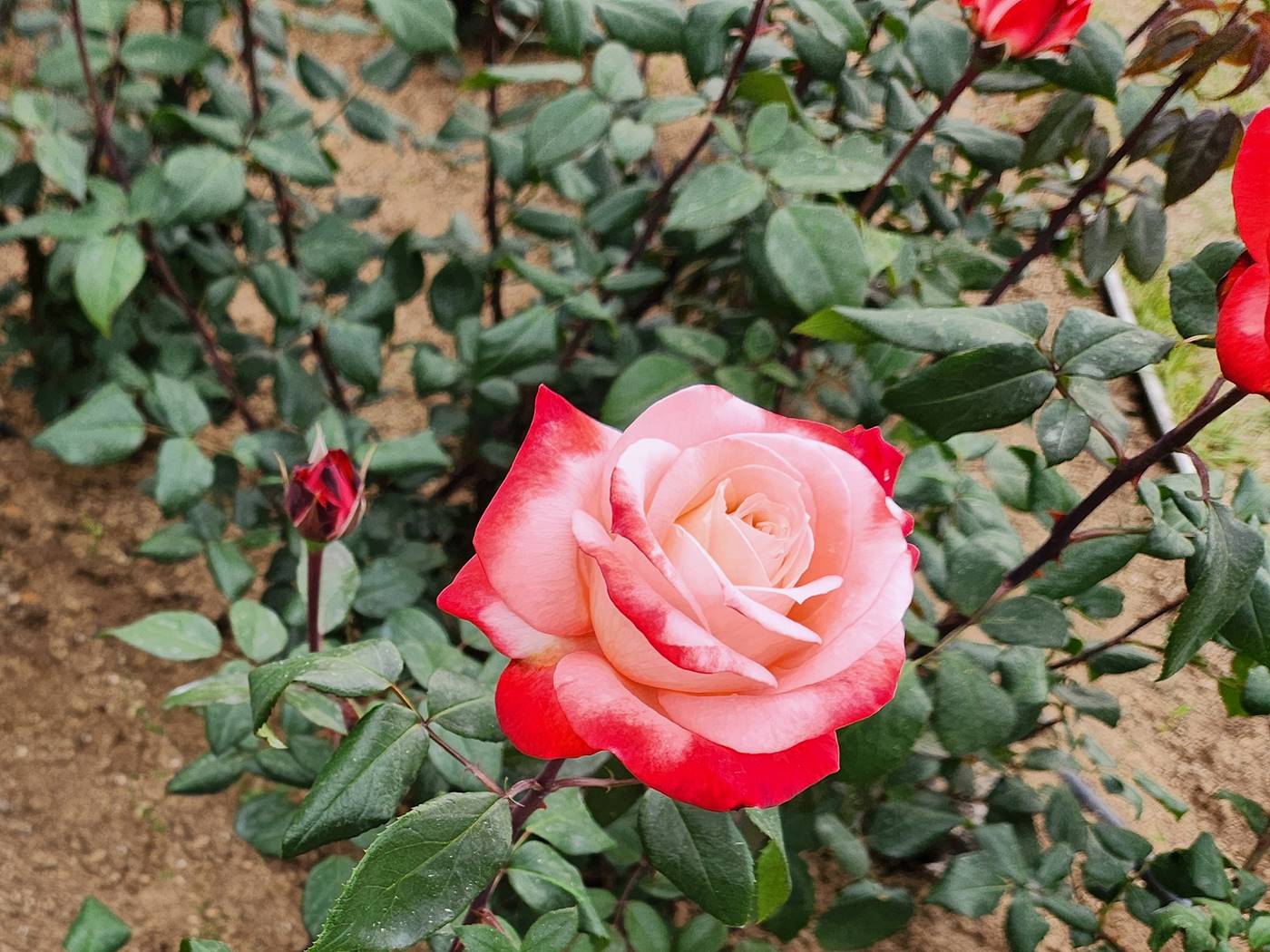 장미 탄쵸 Tancho