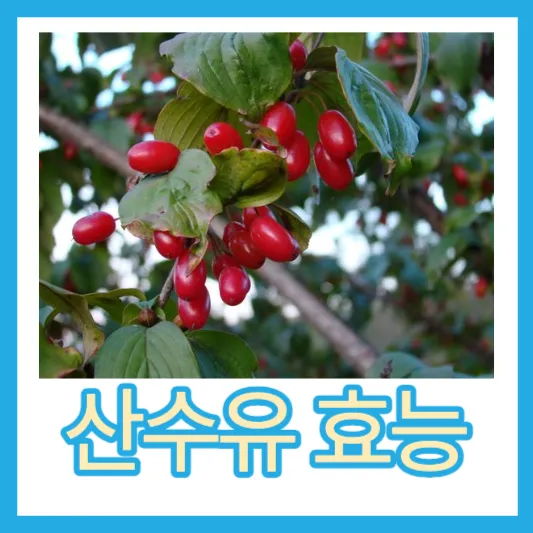 산수유 효능