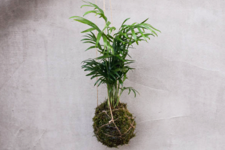 테이블 야자 분갈이