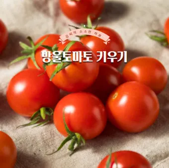 방울토마토 재배 방법_5